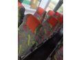 SETRA 2000/1 - 7