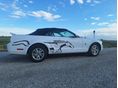 FORD MUSTANG 2005/10 - 6