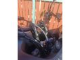 HONDA NT 1100 D 2024/10 - 2