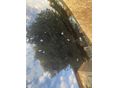 VOLVO V50 2011/7 - 7