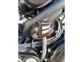 BENELLI LEONCINO 500 2024/9 - 7