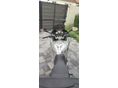 YAMAHA TDM 900 2005/5 - 4