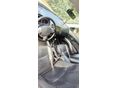 CITROEN C-CROSSER 2009/8 - 3