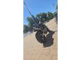 HONDA CB 600 F (HORNET) 1999/10 - 6