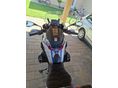 BMW R 1250 GS 2019/6 - 4