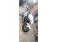 HONDA CB 600 F (HORNET) 2007 - 4