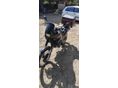 YAMAHA XTZ 660 1991/4 - 2