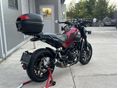 BENELLI LEONCINO 500 2019/3 - 3
