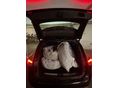 OPEL INSIGNIA 2022/5 - 6