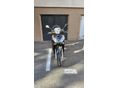 HONDA SH 300 2014/4 - 1