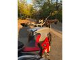 MV AGUSTA TURISMO VELOCE 2015/12 - 6