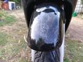 HONDA SH 125 2008/2 - 6