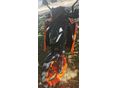 KTM 390 DUKE 2024/9 - 2
