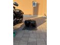 HARLEY-DAVIDSON V-ROD 2011/10 - 12