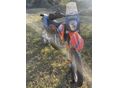 KTM 690 ENDURO 2008/7 - 5