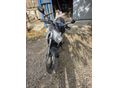 YAMAHA XJ 6 N 2010 - 2