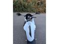YAMAHA TZR 50 2016 - 11
