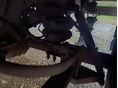 IVECO DAILY 2004/2 - 4