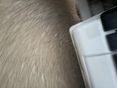 RENAULT MASTER 2008/11 - 5