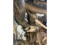 BMW 520 2008/8 - 23